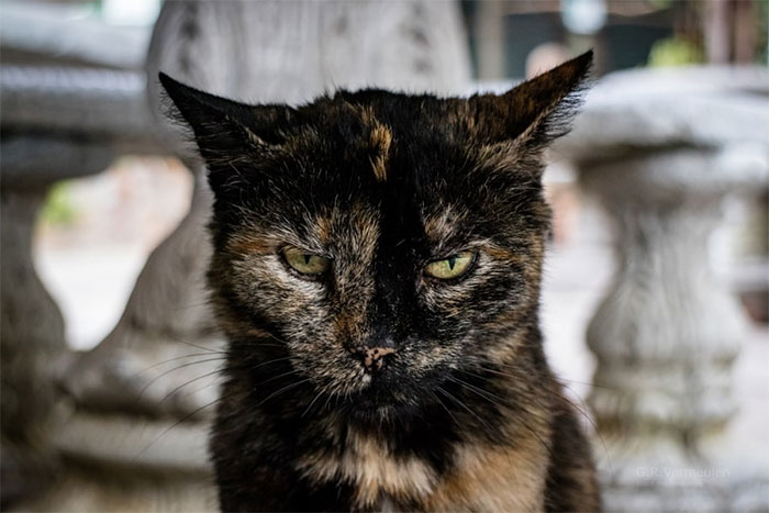 angry-cat-photography-62-5874dca12d96f__700