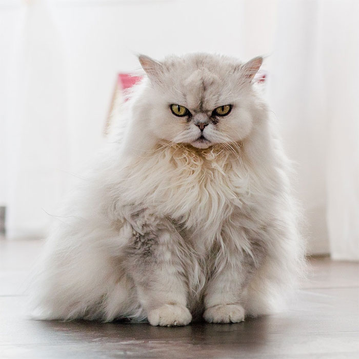 angry-cat-photography-63-5874dde25e955__700