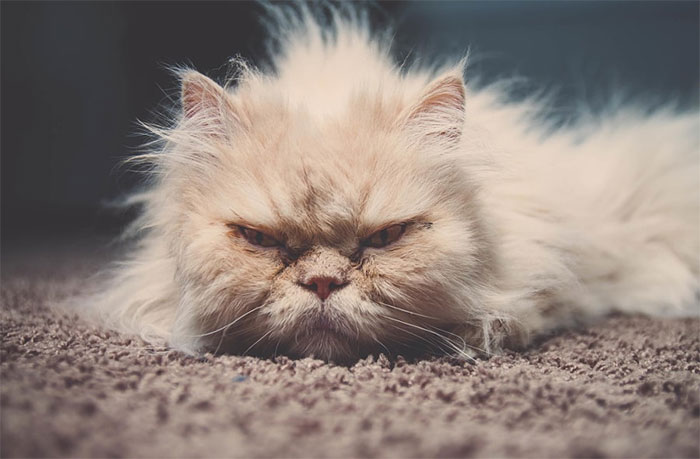 angry-cat-photography-56-5874d9abeac14__700