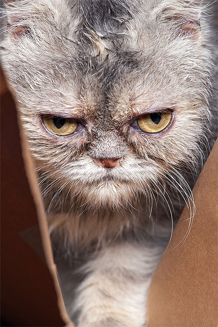 angry-cat-photography-55-5874d959336be__700