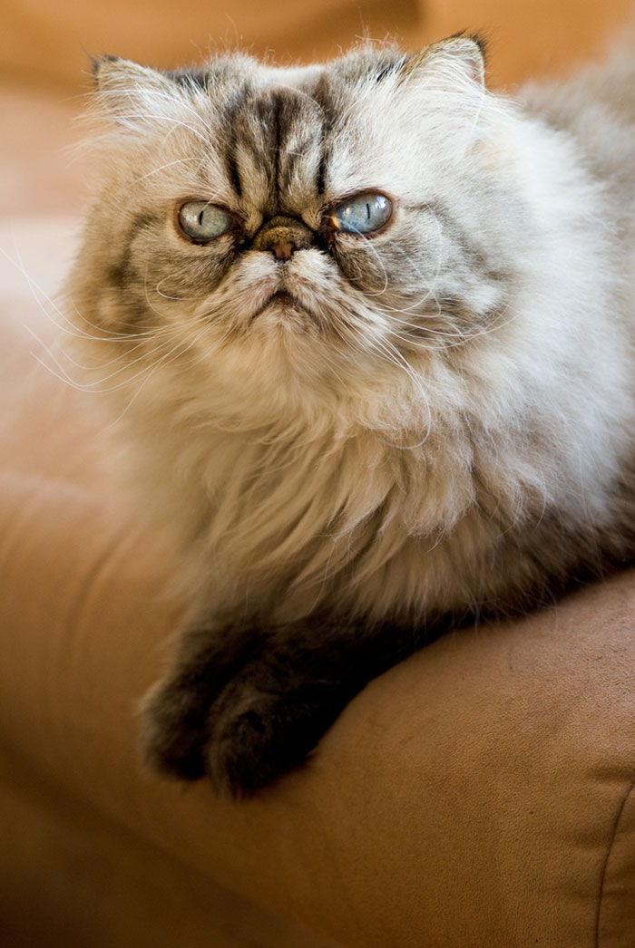 angry-cat-photography-68-5874e027ba0f3__700