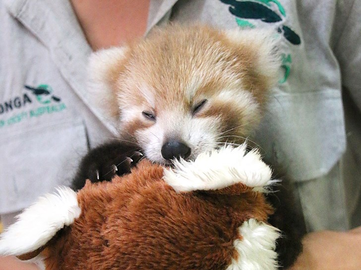 Un adorable petit panda roux n'arrête pas de câliner une peluche qui lui ressemble