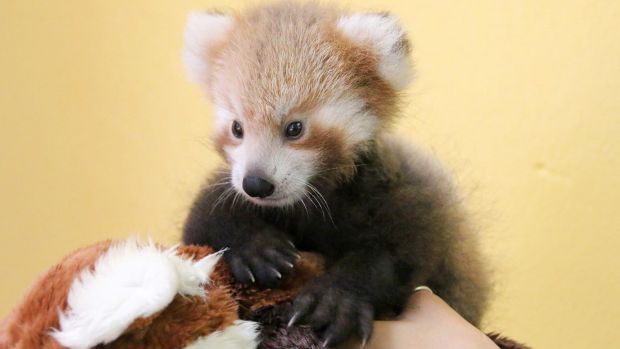 Un adorable petit panda roux n'arrête pas de câliner une peluche qui lui ressemble