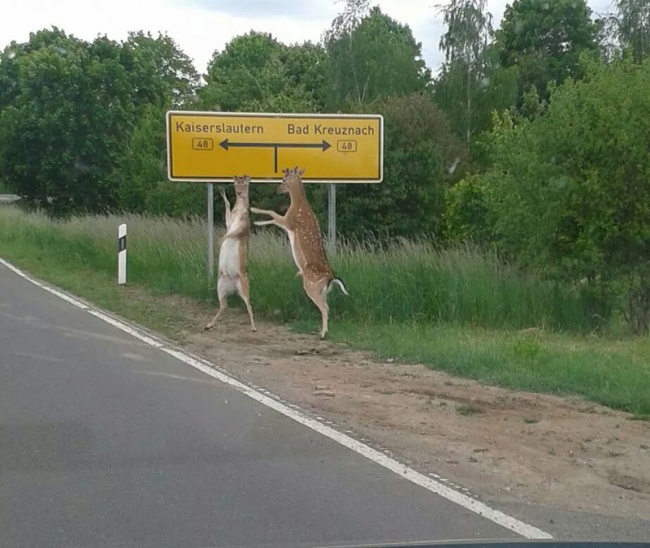 70155-hitchhiking-deer-act-normal-650-200f94757c-1484642862
