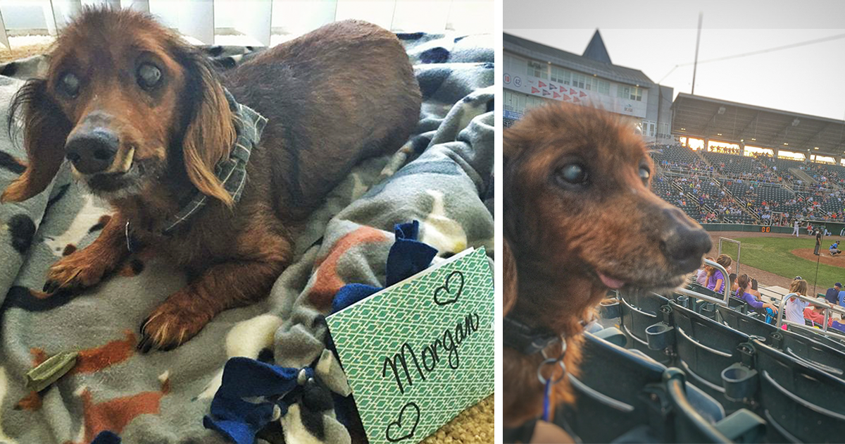 Ce chien de 18 ans d'un refuge fait tout sur sa liste de