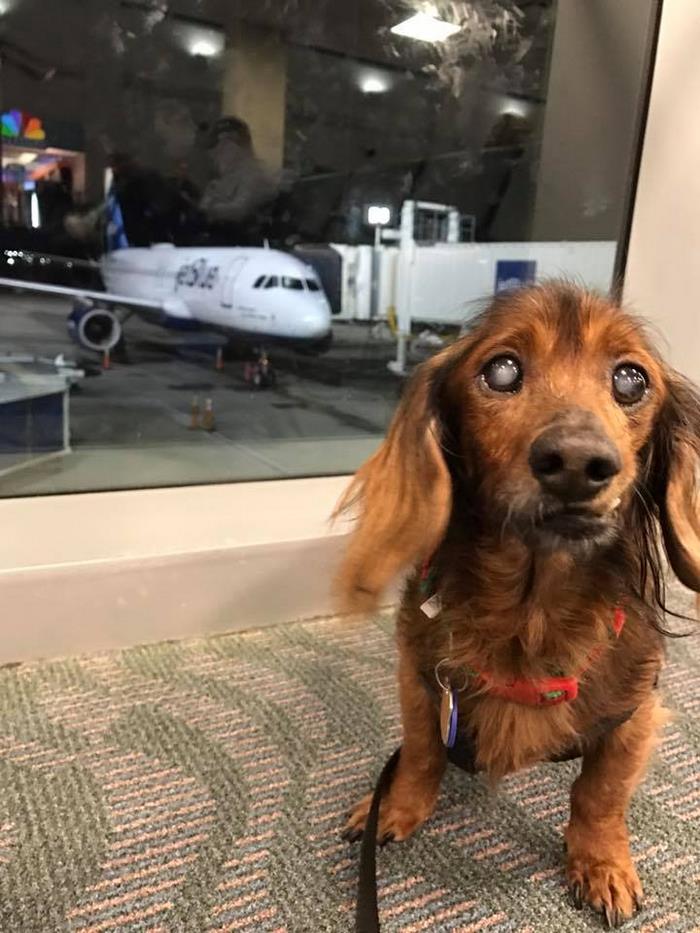 Ce chien de 18 ans d'un refuge fait tout sur sa liste de