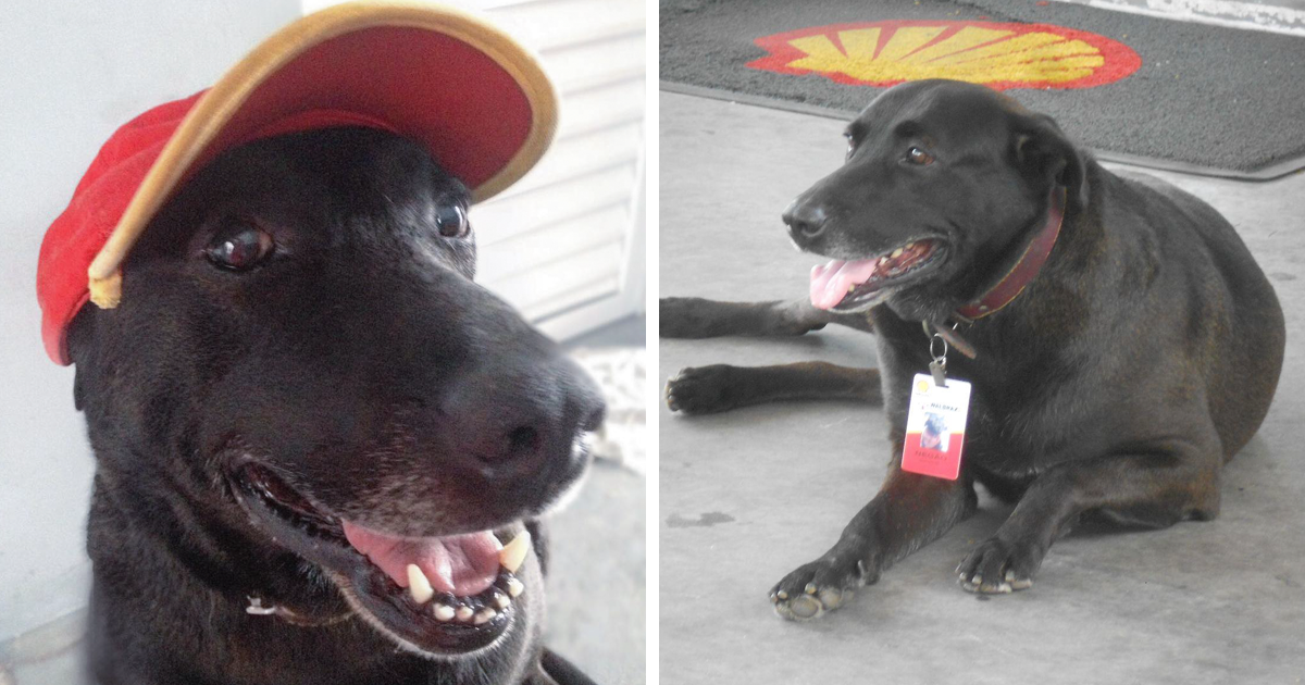 abandoned-dog-gas-station-employee-negao-brazil-fb