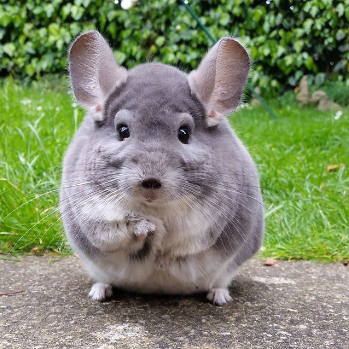 perfectly-round-chinchilla-camerons-chinchillas-19-58ad538196313__700