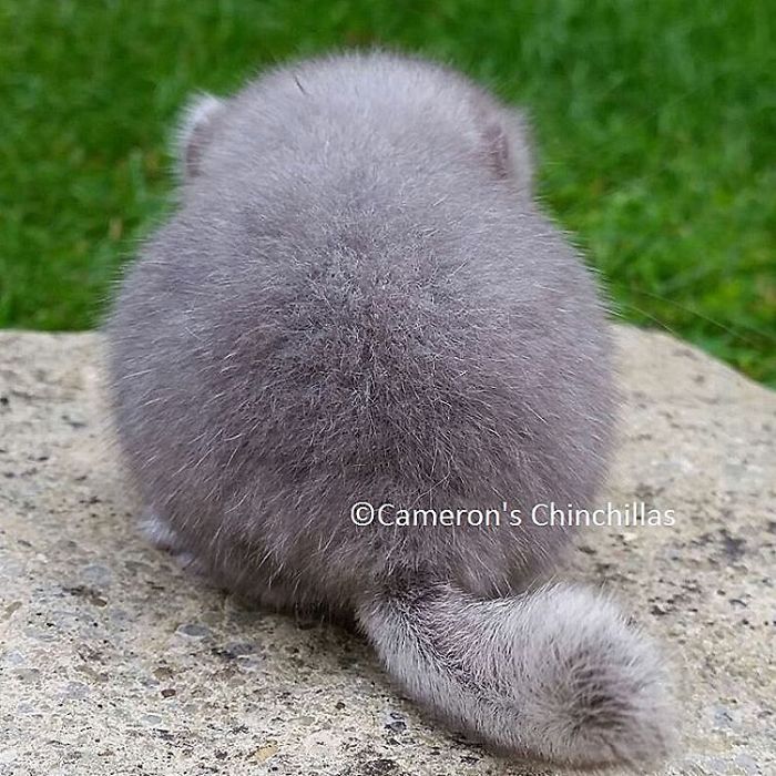 perfectly-round-chinchilla-camerons-chinchillas-3-58ad5353eaab7__700