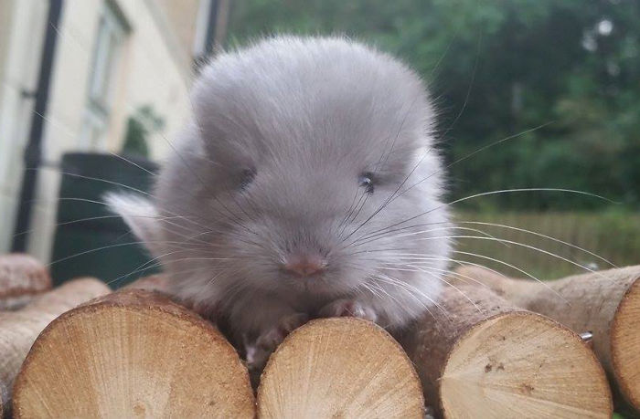 These-Perfectly-round-chinchillas-is-the-cutest-thing-youll-see-today-58ad68f347275__700