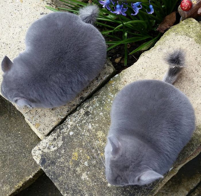 These-Perfectly-round-chinchillas-is-the-cutest-thing-youll-see-today-58ad58eb3a67b__700