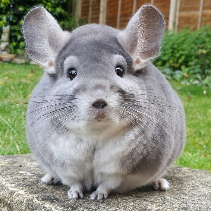 perfectly-round-chinchilla-camerons-chinchillas-17-58ad537abe9a4__700