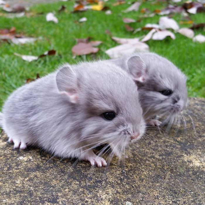 perfectly-round-chinchilla-camerons-chinchillas-16-58ad5377be0e1__700