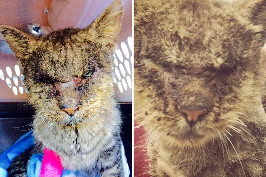 Personne Ne Touchait Ce Chat Avec Une Maladie De La Peau Contagieuse Jusqu A Ce Que