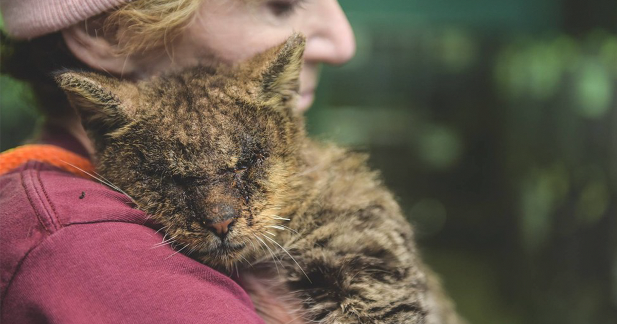 Personne Ne Touchait Ce Chat Avec Une Maladie De La Peau Contagieuse Jusqu A Ce Que Cette Femme Intervienne