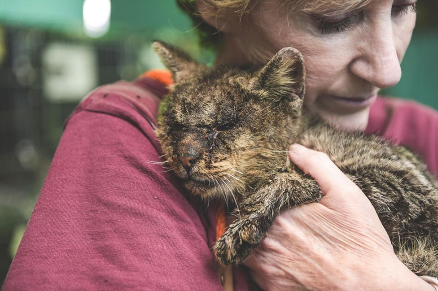 untouchable-cat-sarcoptic-mange-hugged-valentino-1-1