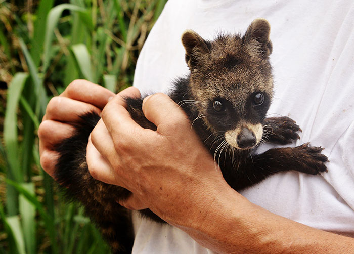 rare-animal-babies-76-58b964e0b7649__700