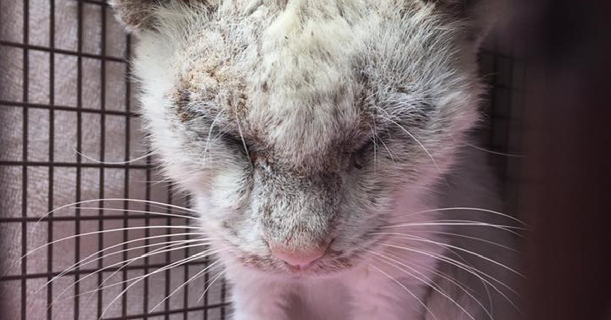 Ce Chat Aveugle Sauve De La Rue Surprend Tout Le Monde Par La Beaute Incroyable De Ses Yeux