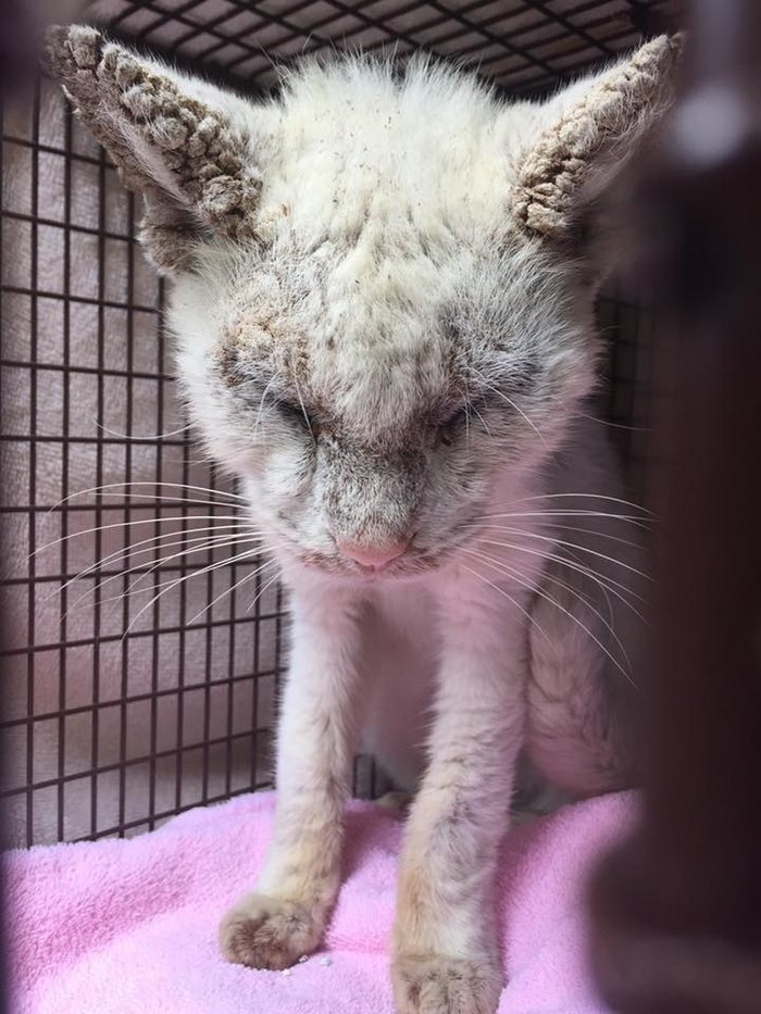 Ce Chat Aveugle Sauve De La Rue Surprend Tout Le Monde Par La Beaute Incroyable De Ses Yeux