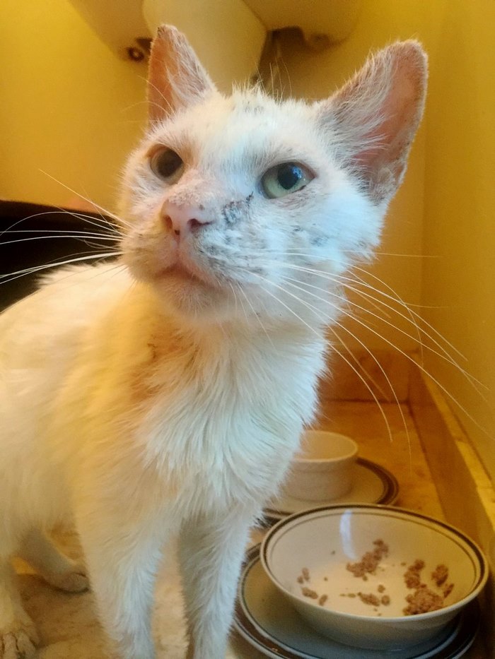 Ce Chat Aveugle Sauve De La Rue Surprend Tout Le Monde Par La Beaute Incroyable De Ses Yeux