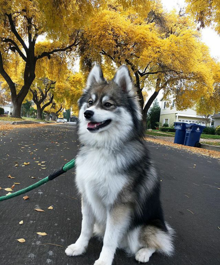 Ce chiot HuskySpitz prend d'assaut Instagram