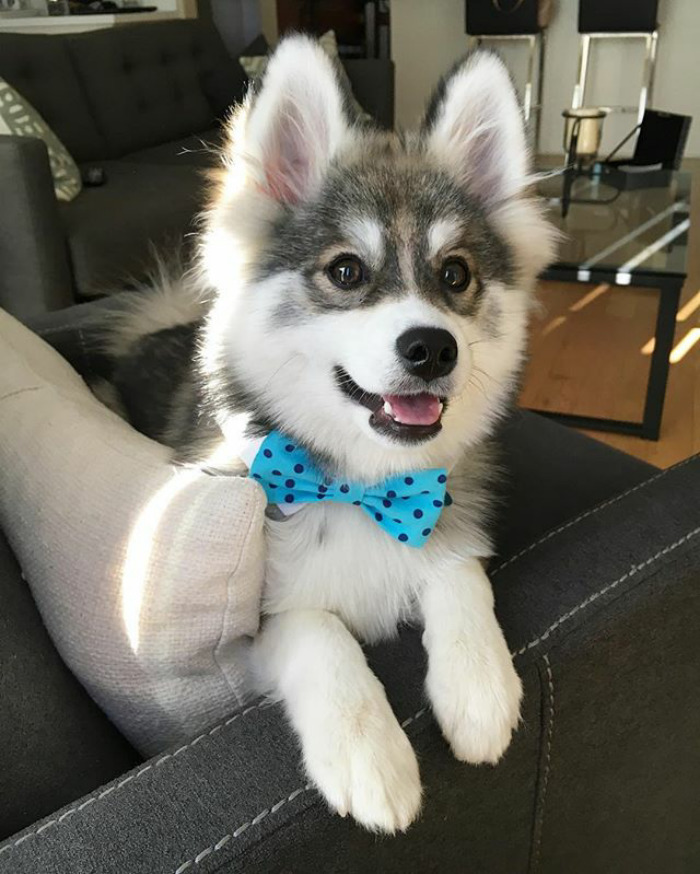 Ce chiot HuskySpitz prend d'assaut Instagram