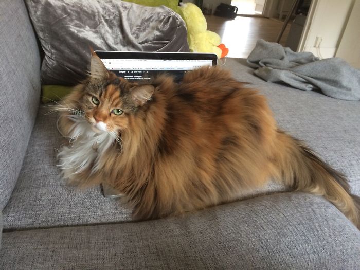 Ce Maine Coon Est Si Plein De Poils Que Vous Allez Mourir