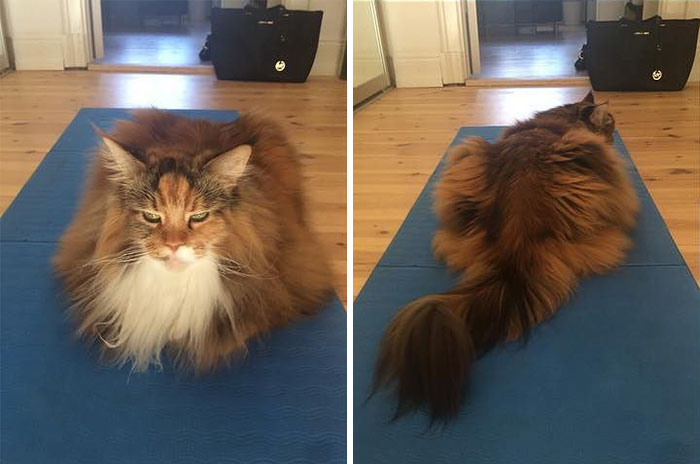 Ce Maine Coon Est Si Plein De Poils Que Vous Allez Mourir