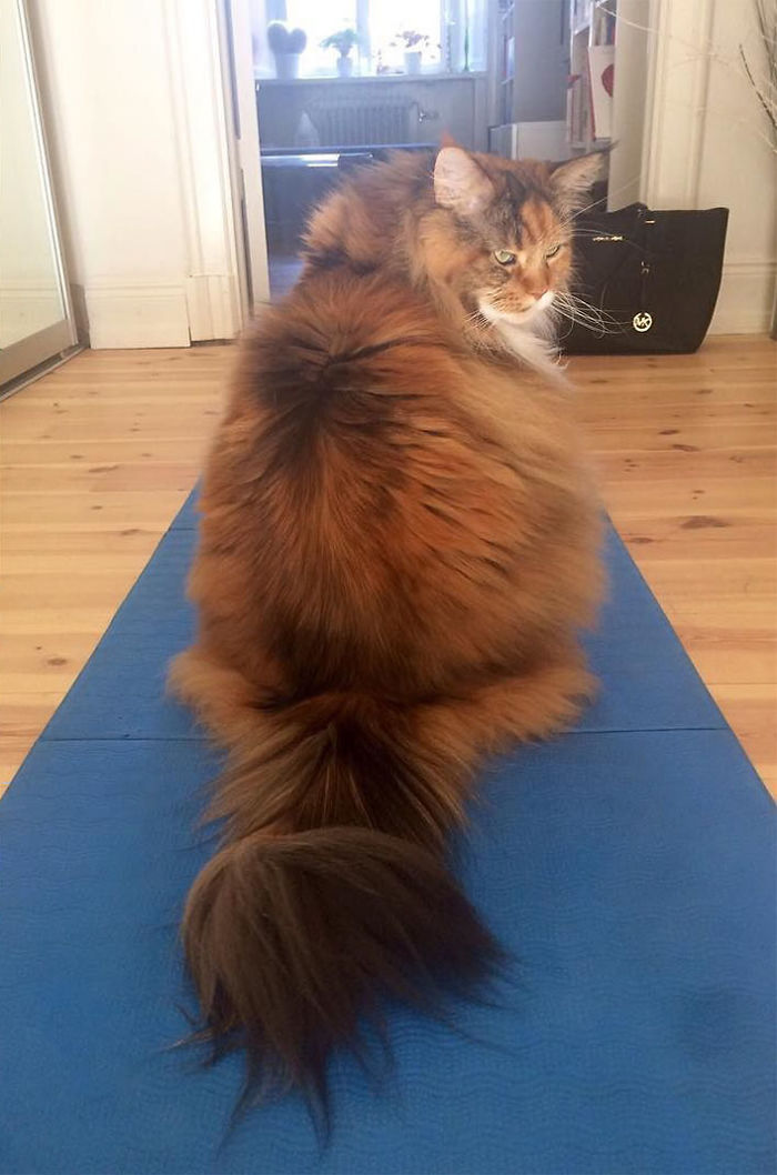 Ce Maine Coon Est Si Plein De Poils Que Vous Allez Mourir
