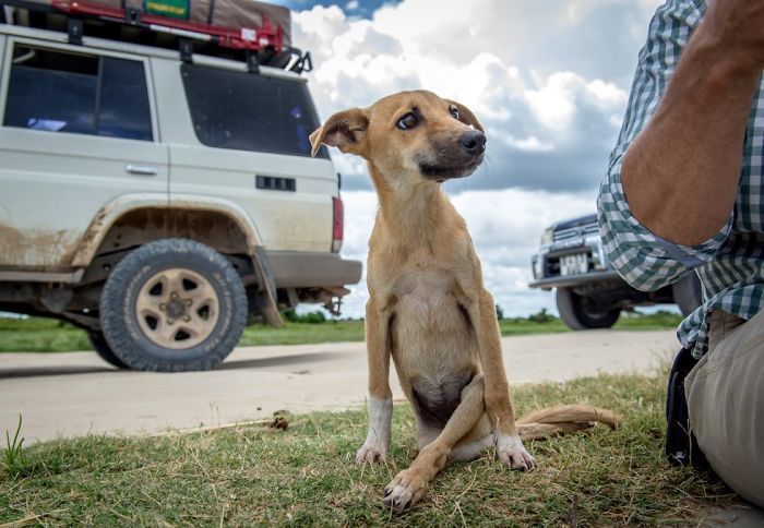 Cette chienne paralysée a traîné ses jambes sur des kilomètres en espérant que quelqu'un l'aiderait
