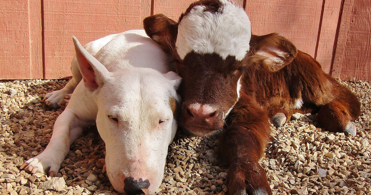 miniature-rescue-cow-dogs-moonpie-fb