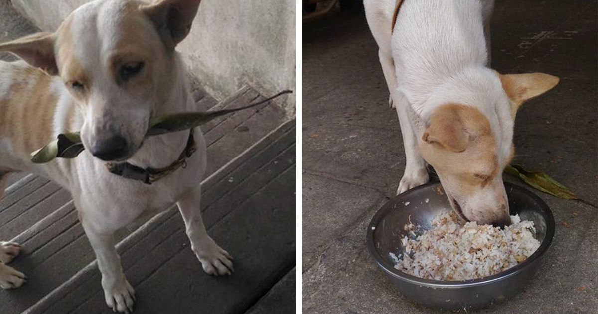 stray-dog-brings-gift-feeding-woman-thailand-fb