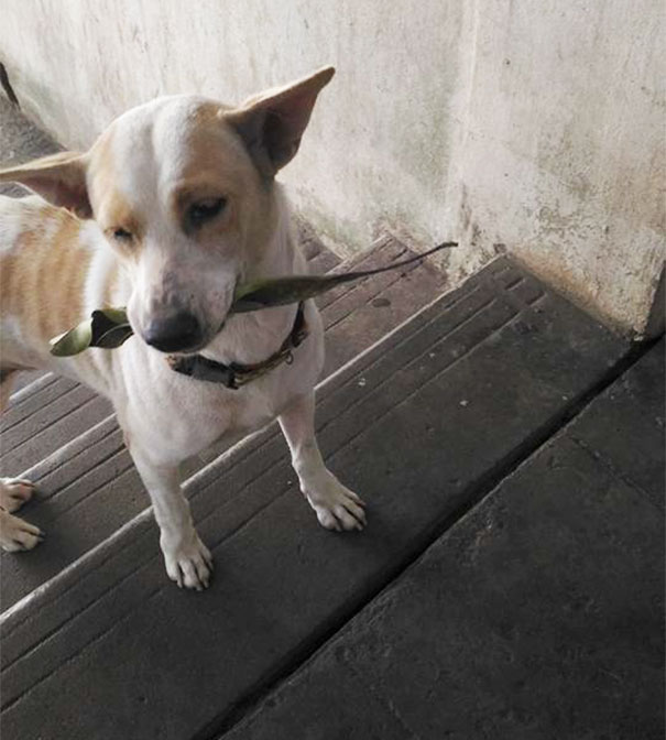 stray-dog-brings-gift-feeding-woman-thailand-3