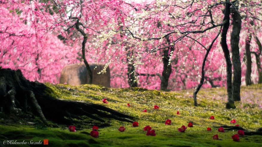 Il photographie les pruniers fleurissant au Japon