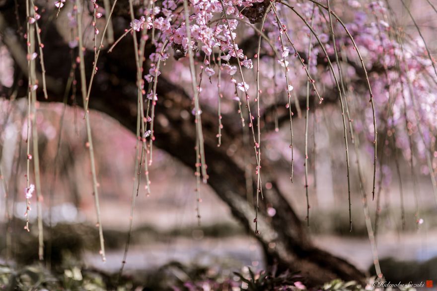 Il photographie les pruniers fleurissant au Japon