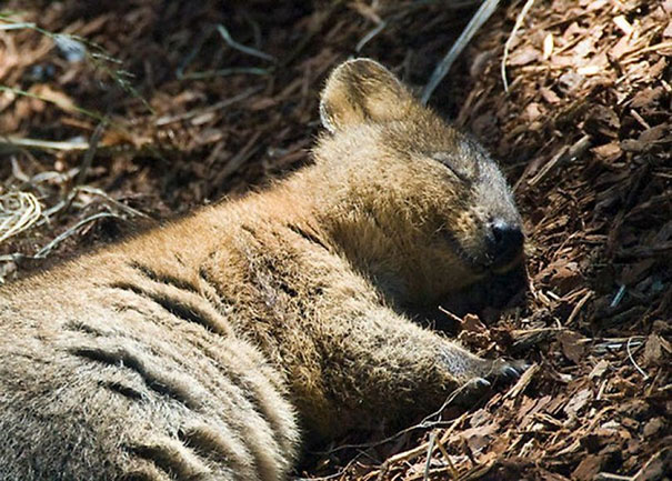 cute-smiling-happy-quokkas-3-58c7ac5e17f4f__605