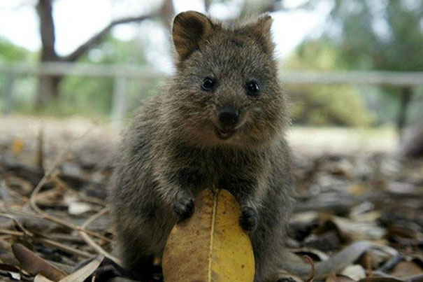 cute-smiling-happy-quokkas-1-58c7ac70888e6__605