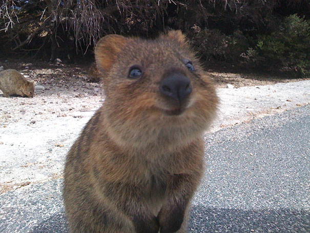 cute-smiling-happy-quokkas-2-58c7ac7275c3f__605