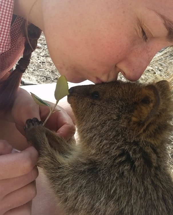 cute-smiling-happy-quokkas-19-58c8f585211f4__605