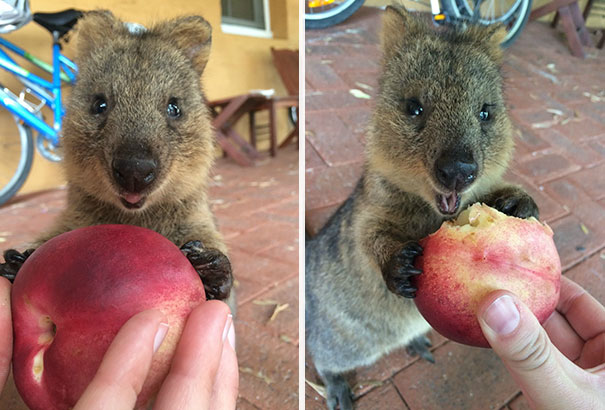 cute-smiling-happy-quokkas-18-58c8f4a32f3a7__605