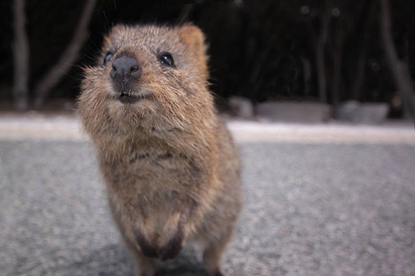 cute-smiling-happy-quokkas-4-58c7ac742c497__605