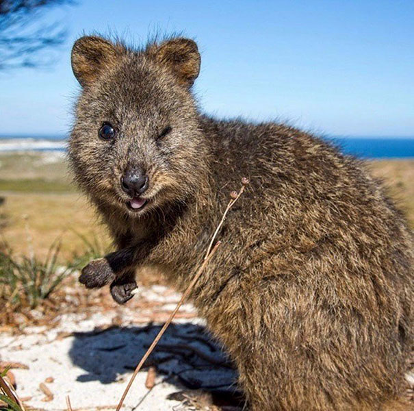 cute-smiling-happy-quokkas-12-58c80d637ebf8__605