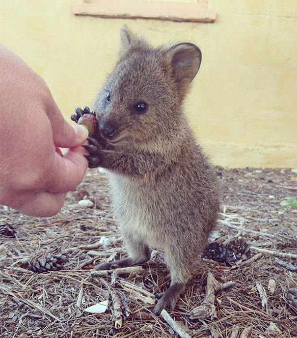 cute-smiling-happy-quokkas-101-58c8edf49d143__605