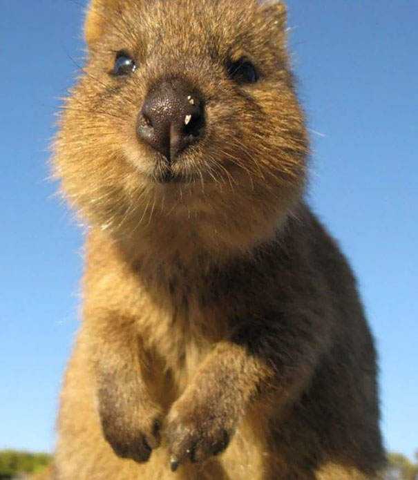 cute-smiling-happy-quokkas-5-58c7ac6cbd275__605