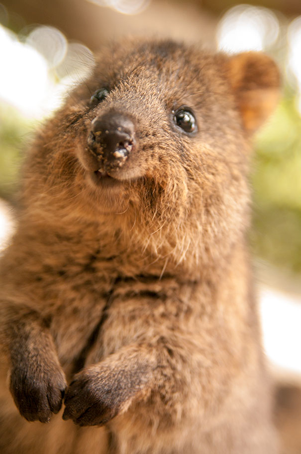 cute-smiling-happy-quokkas-10-58c80785d08cb__605