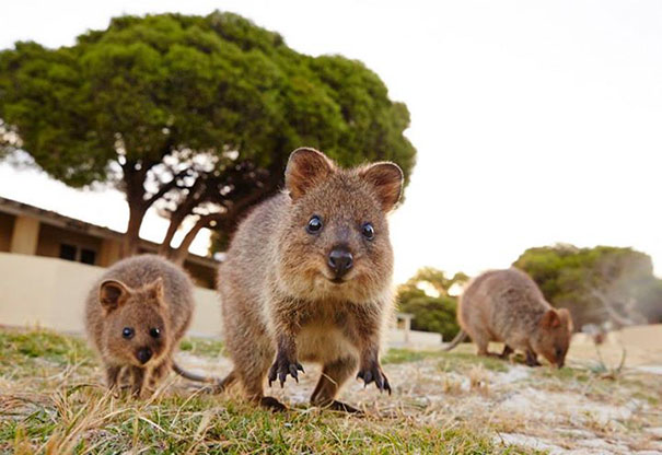 cute-smiling-happy-quokkas-23-58c8fff4eafac__605