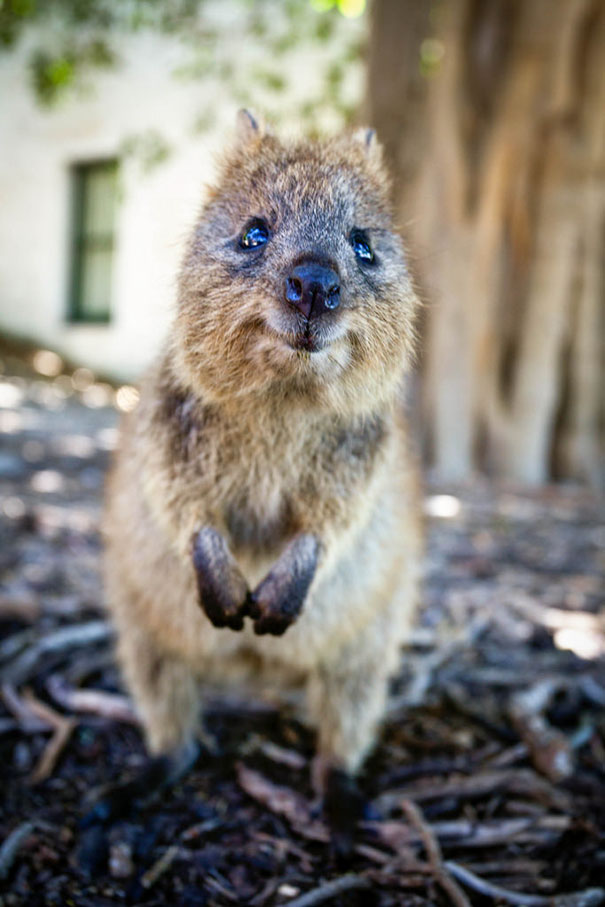 cute-smiling-happy-quokkas-11-58c80b59cc00b__605