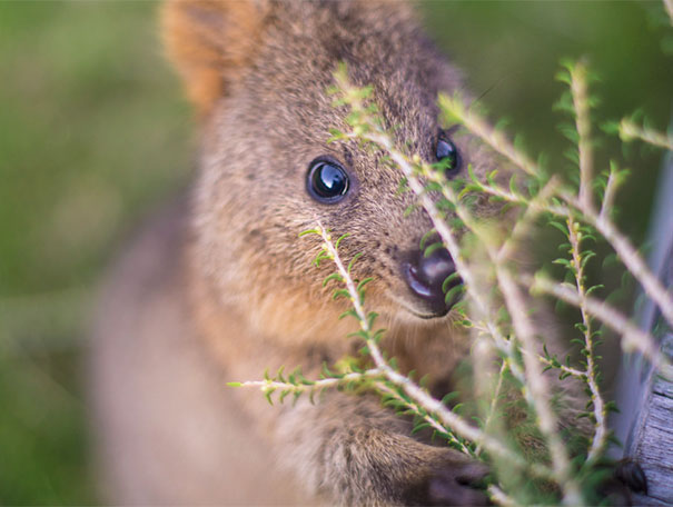 cute-smiling-happy-quokkas-109-58c8f7d3b1191__605