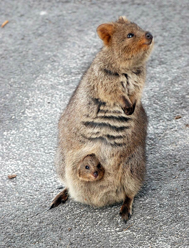 cute-smiling-happy-quokkas-26-58c90d9752766__605