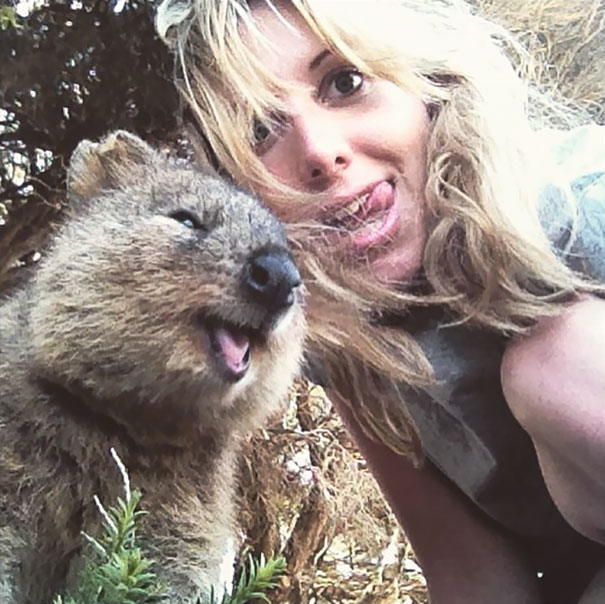 cute-smiling-happy-quokkas-6-58c7ba3bedfe3__605